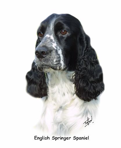 English Springer Spaniel 8M13D-11_2.jpg